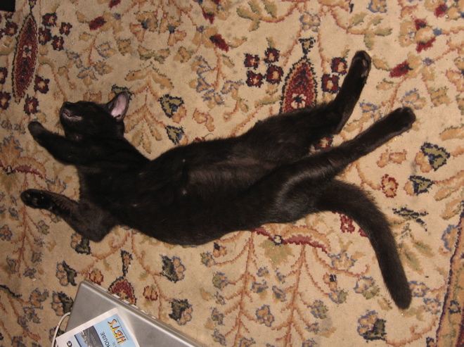 sami-twisted sami-twisted